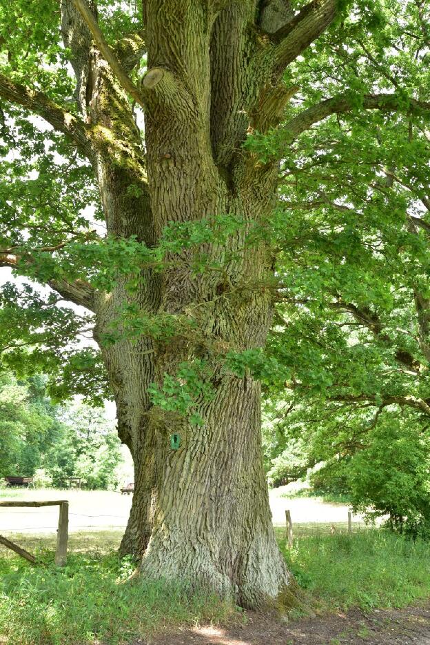 Dicke Eiche am Weg (Quercus robur), Umfang 7,55 m 