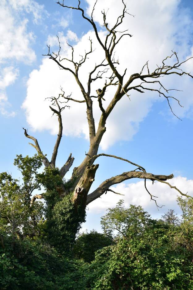 Feldeiche südlich Camin (Quercus robur), Umfang 6,40 m
