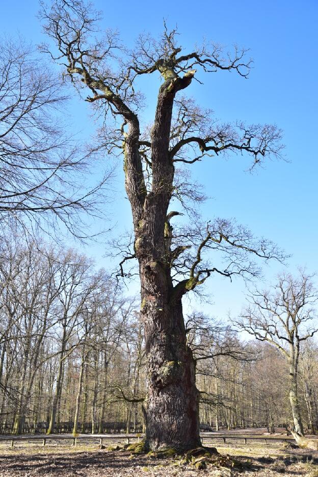 Knusteiche im Tiergarten Ivenack (Quercus robur), Umfang 9,36 m 