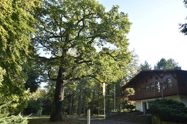 Fröhlich - Wege zu alten Bäumen - Brandenburg - Nr 102 - Eichen beim Jagdschloß Hubertusstock am Werbellinsee