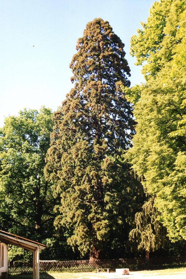 Fröhlich - Wege zu alten Bäumen - Sachsen-Anhalt - Nr 10 -  Mammutbaum in Krüden