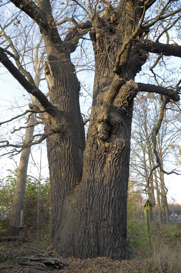 Fröhlich - Wege zu alten Bäumen - Brandenburg - Nr 303 - Eiche bei Groß Beuchow