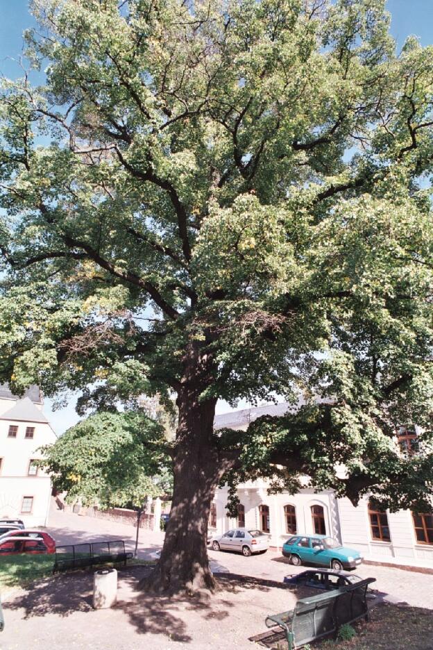 Fröhlich - Wege zu alten Bäumen - Sachsen - Nr 59 - Linde in Leisnig