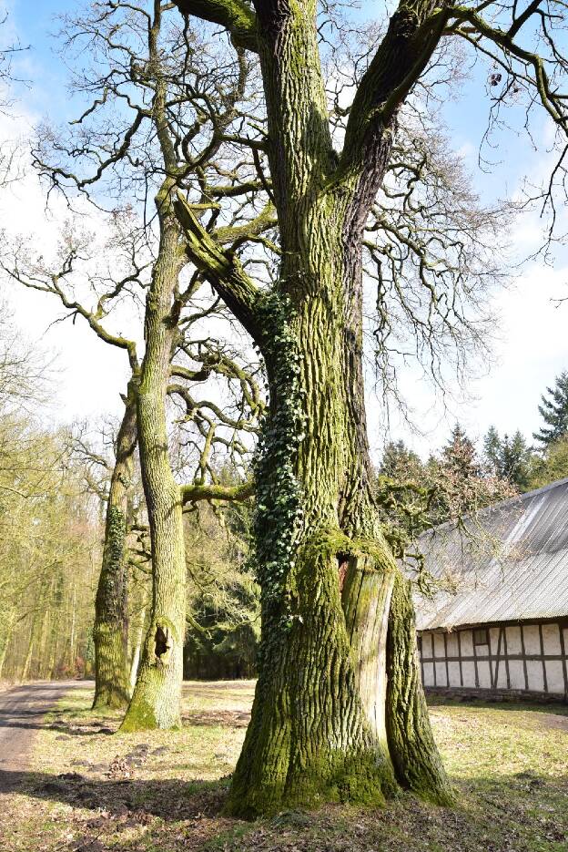 Eiche am Glasewaldschuppen bei Neustadt (Dosse) - Umfang 6,13 m