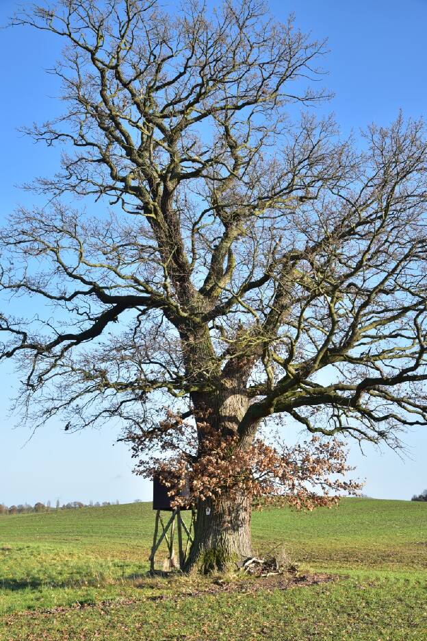 Zweite Feldeiche nördlich Grabenitz (Quercus robur), Umfang 5,66 m 