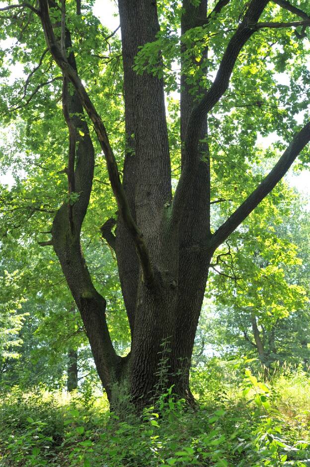 Mehrstämmige Eiche im Bergpark Bad Muskau, Umfang 5,48 m