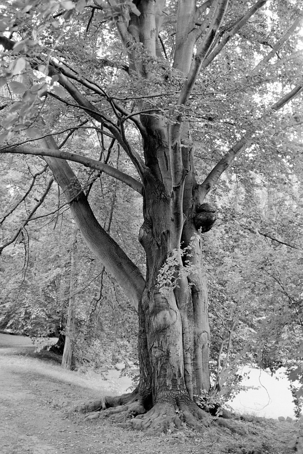 Fröhlich - Wege zu alten Bäumen - Sachsen - Nr 88 - † Blutbuche im Schloßpark von Diesbar-Seußlitz