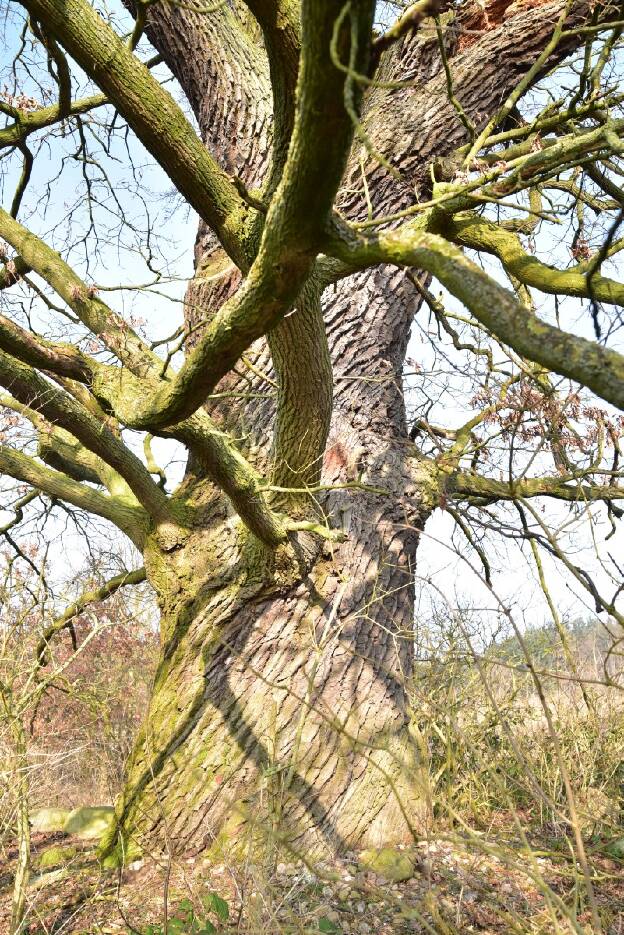 Mächtige Eiche nördlich Raben Steinfeld, Umfang 6,71 m