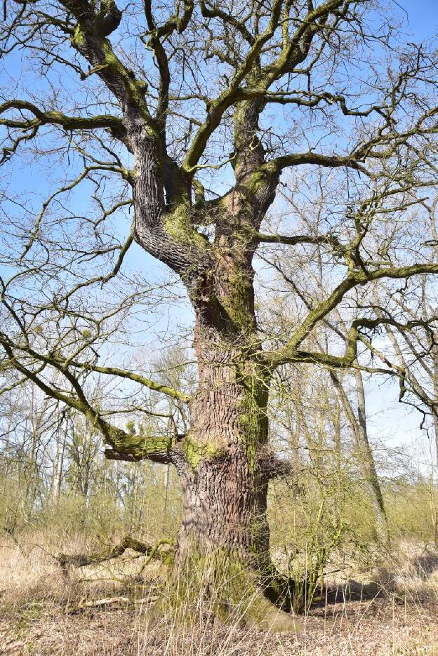 Eiche in den Elbauen bei Vockerode (Quercus robur), Umfang 6,01 m 