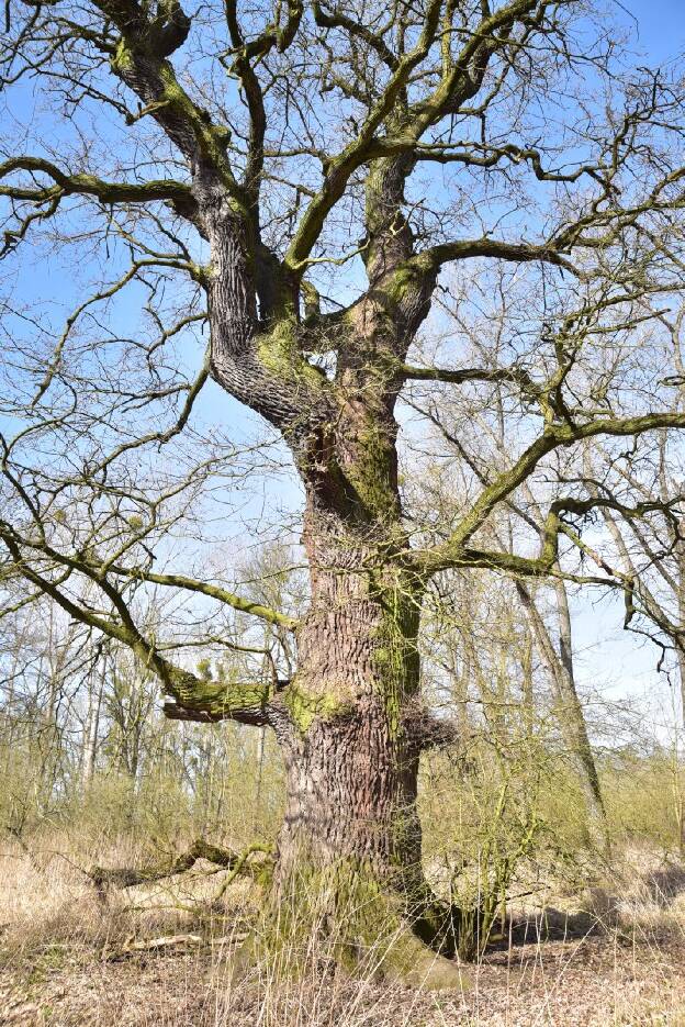 Eiche in den Elbauen bei Vockerode (Quercus robur), Umfang 6,01 m 