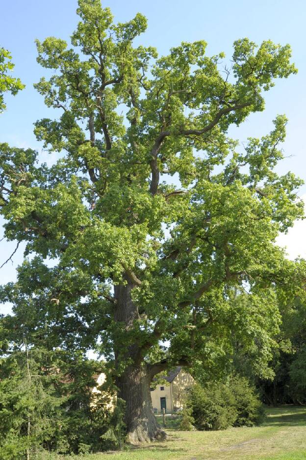 Stärkste Eiche in Gutspark Priemern, Umfang 6,81 m 