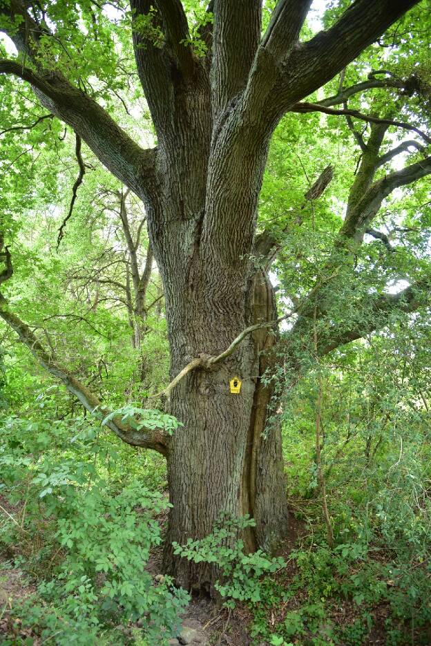 Eiche am Graben bei Groß Thurow, Umfang 5,90 m