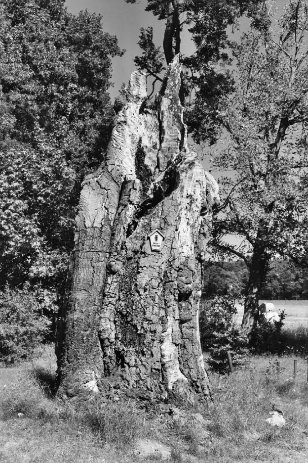 Fröhlich - Wege zu alten Bäumen - Mecklenburg-Vorpommern - Nr 110 - † Buche in Buchholz