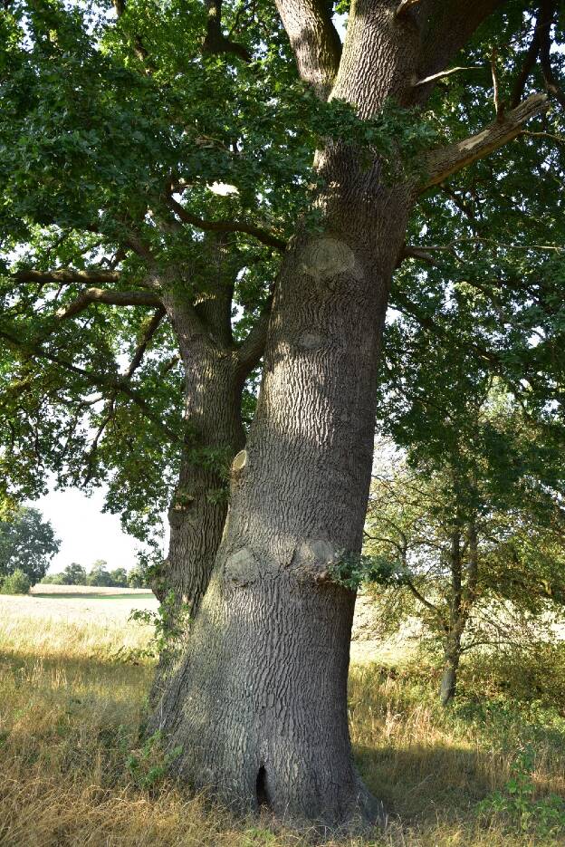 Eiche in der Eichengruppe am Radweg Dahmen - Rothenmoor, Umfang 6,06 m