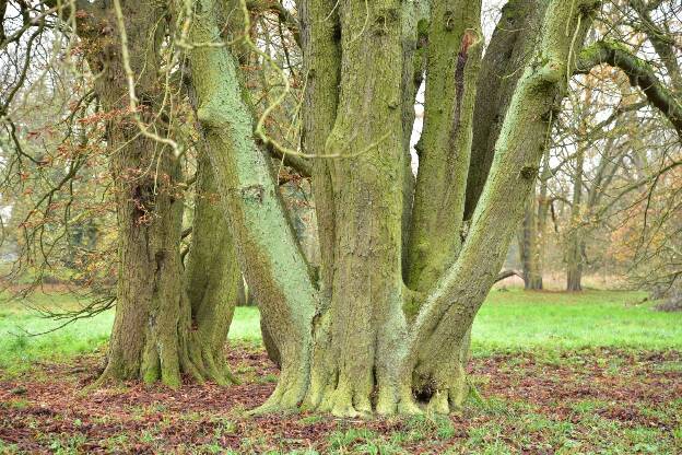 Fröhlich - Wege zu alten Bäumen - Brandenburg - Nr 130a - Zwölfstämmige Kastanie im Park von Blumberg