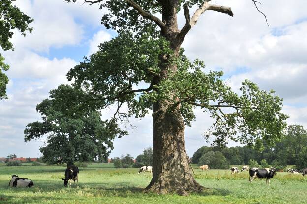 Zweite Feldeiche bei Faulenrost (Quercus robur), Umfang 6,40 m