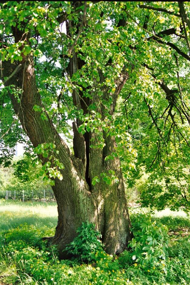 Fröhlich - Wege zu alten Bäumen - Sachsen - Nr 159 - Linde in Sprey