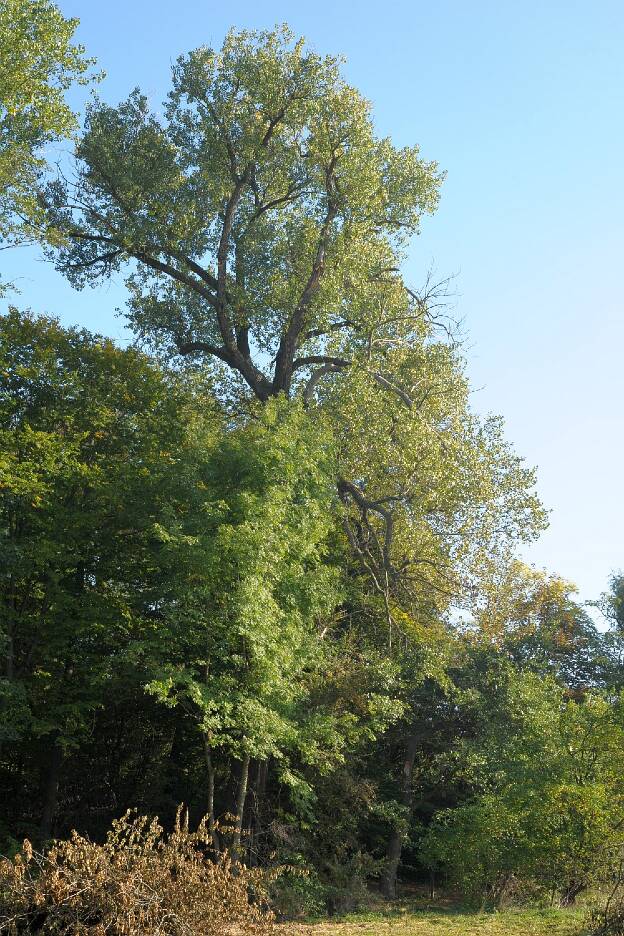 Fröhlich - Wege zu alten Bäumen - Sachsen-Anhalt - Nr 167 - Pappel in Langendorf