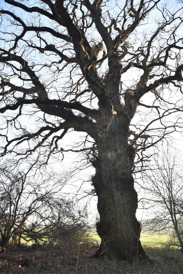 Winkelmanneiche bei Putbus (Quercus robur), Umfang 6,76 m 