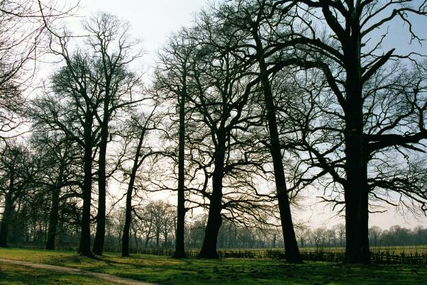 Fröhlich - Wege zu alten Bäumen - Brandenburg - Nr 294 - Randeichen im Schloßpark Sonnewalde
