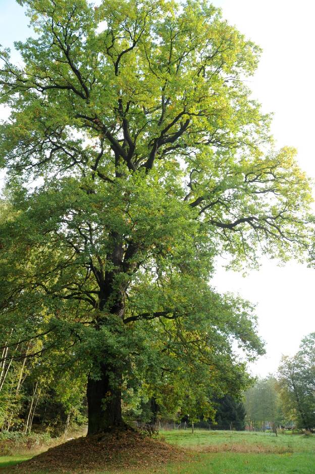 Eiche im Wiesengrund in Ebersbach, Umfang 5,74 m