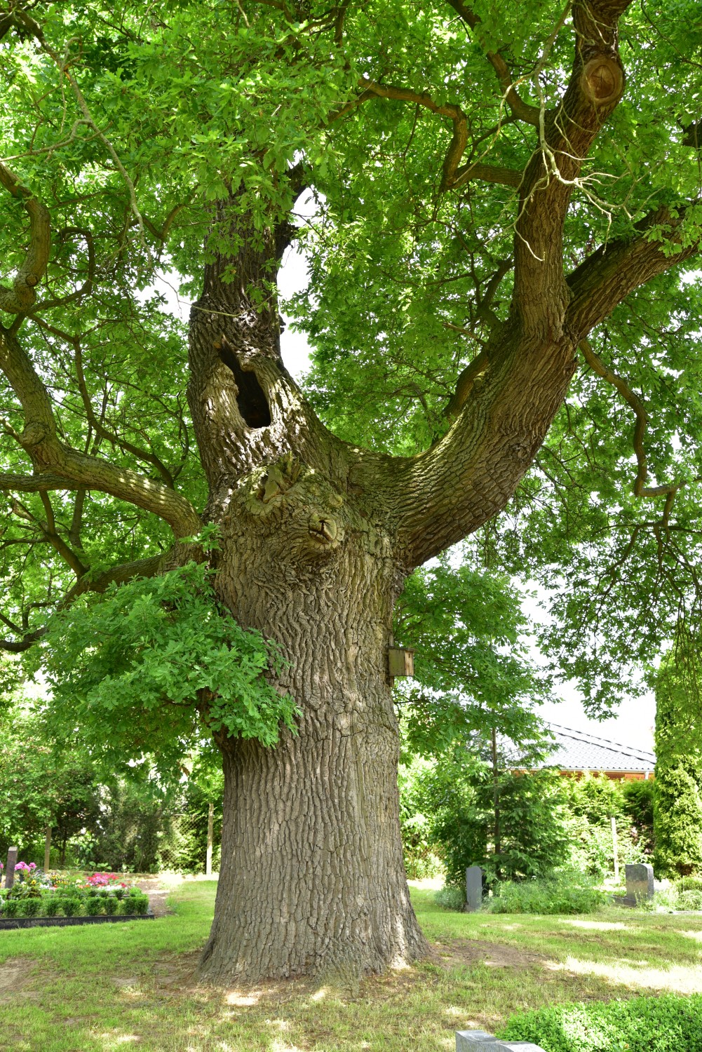 Eiche auf dem Kirchhof in Schöneberg, Umfang 5,12 m