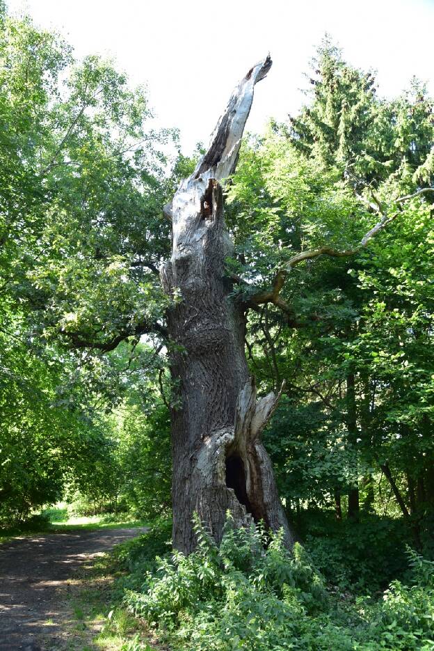 Unbekannte Eiche bei Ivenack, Umfang 6,55 m 