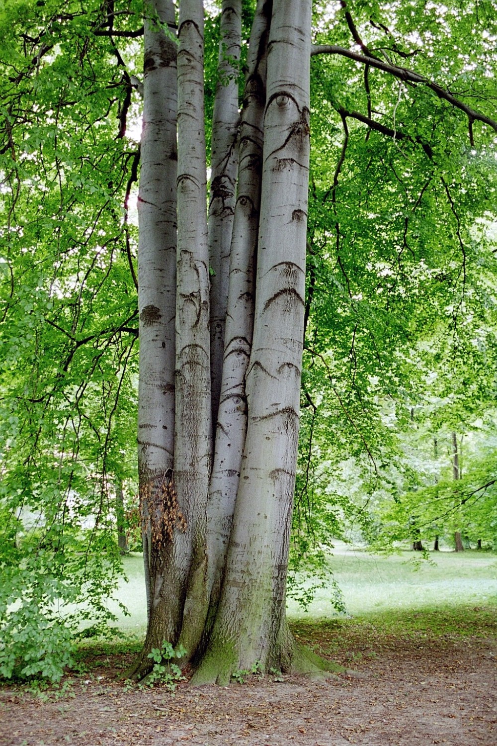 Fröhlich - Wege zu alten Bäumen - Sachsen - Nr 89 - Sechslingsbuche im Schloßpark von Diesbar-Seußlitz