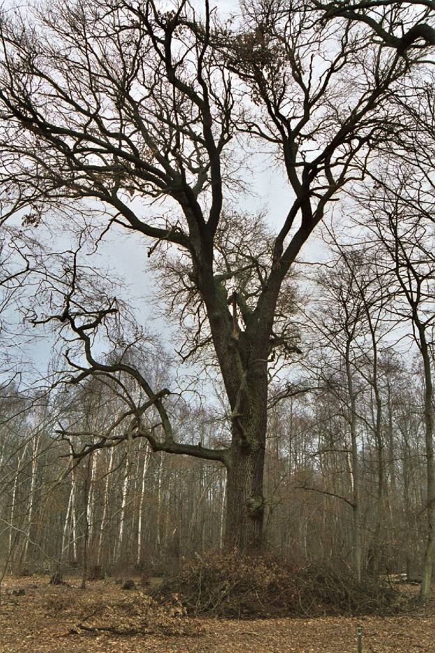 Fröhlich - Wege zu alten Bäumen - Brandenburg - Nr 142 - Streng Eiche an der Bammer Feldkante