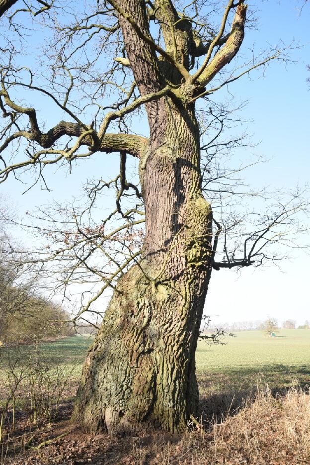 Dickste Eiche an der Feldkante bei Dammereez (Quercus robur), Umfang 6,38 m 