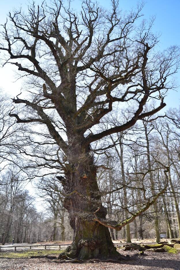 Große Eiche im Tiergarten Ivenack, Umfang 11,22 m