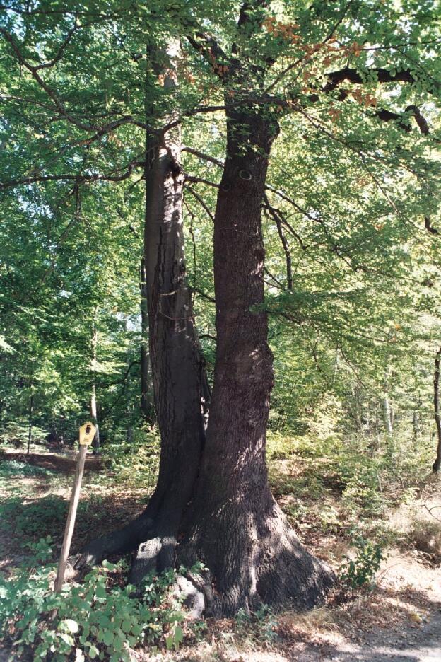 Fröhlich - Wege zu alten Bäumen - Sachsen - Nr 17 - Zusammengewachsene Eiche und Buche in Lausa