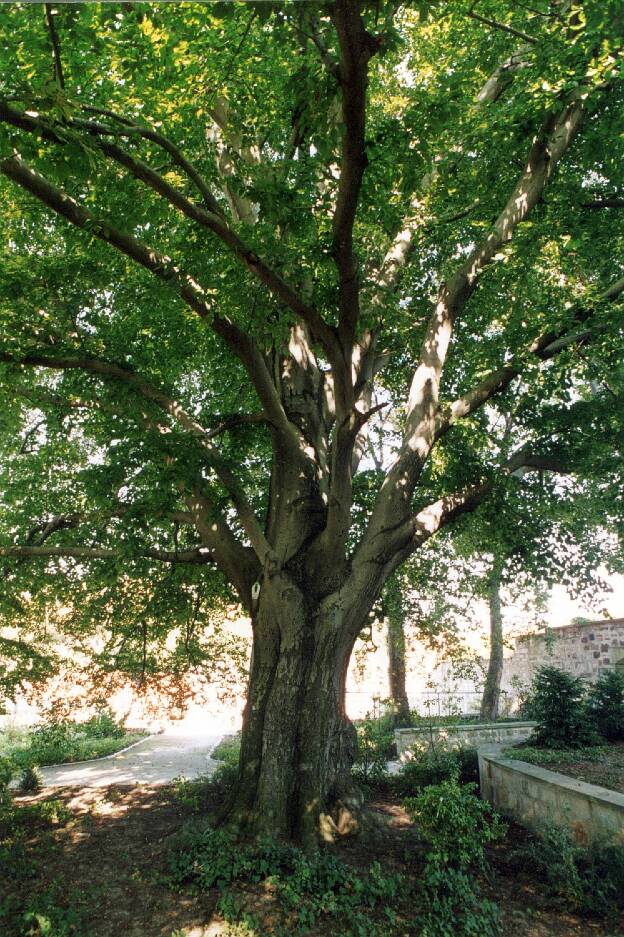 Fröhlich - Wege zu alten Bäumen - Sachsen-Anhalt - Nr 162 - Blutbuche in Weißenfels