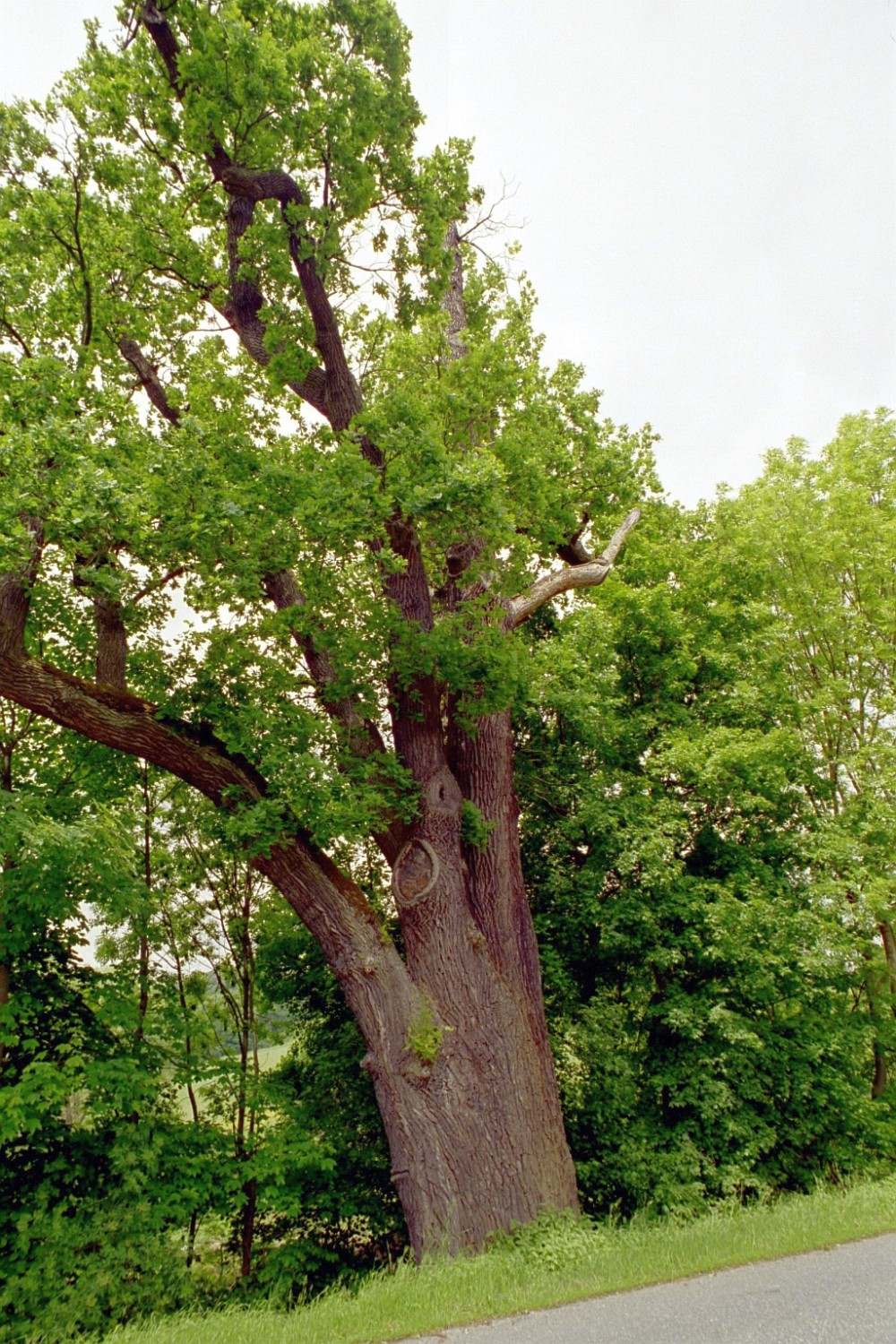 Fröhlich - Wege zu alten Bäumen - Bayern - Nr 73 - Eiche vor dem Kloster Banz