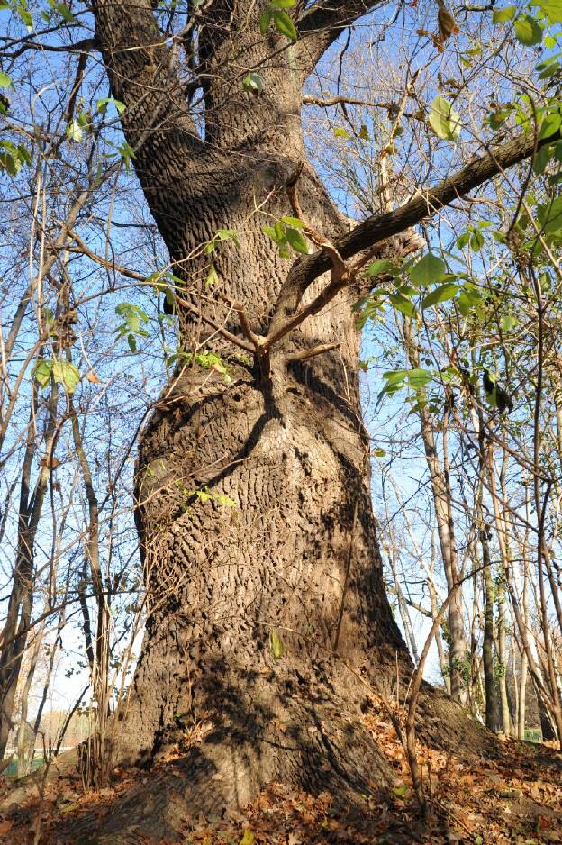 Eiche in der Feldhecke bei Schorbus, Umfang 6,51 m