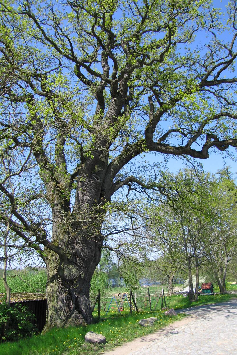 Fröhlich - Wege zu alten Bäumen - Mecklenburg-Vorpommern - Nr 55b - Weitere Eiche in Kuchelmiß