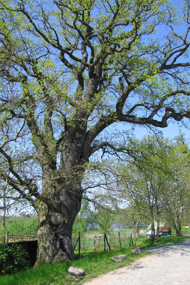 Fröhlich - Wege zu alten Bäumen - Mecklenburg-Vorpommern - Nr 55b - Weitere Eiche in Kuchelmiß