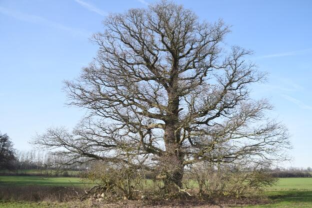 Grosse Feldeiche bei Pastitz (Quercus robur), Umfang 6,64 m 