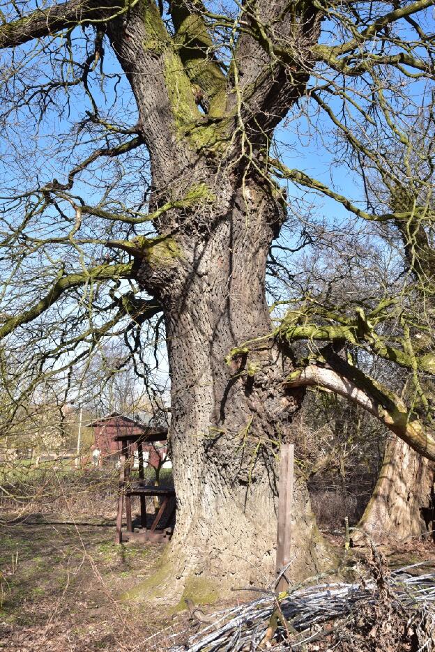 Eiche in den Elbauen (Quercus robur), Umfang 5,81 m 