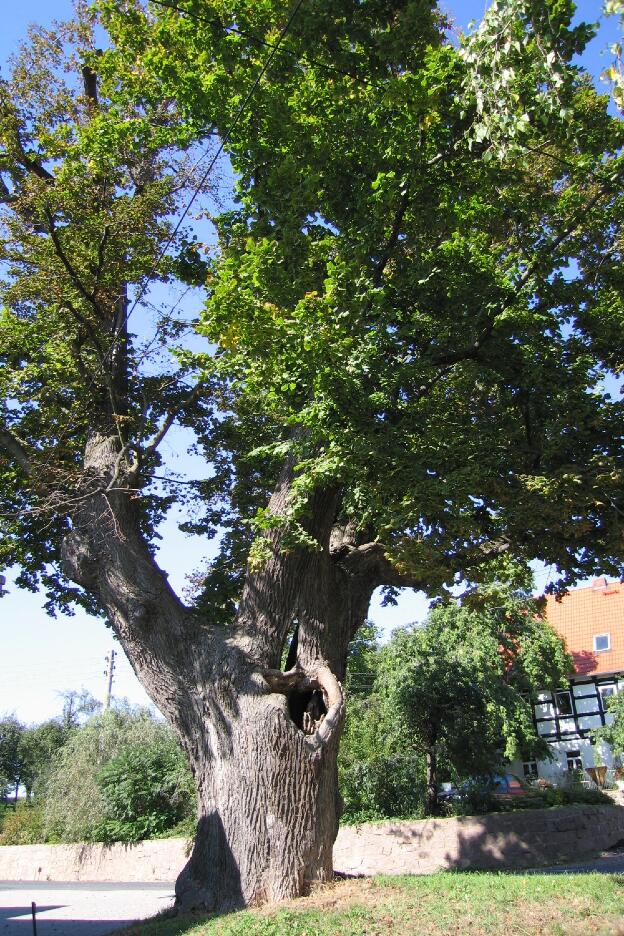 Fröhlich - Wege zu alten Bäumen - Sachsen - Nr 99 - Linde in Heynitz