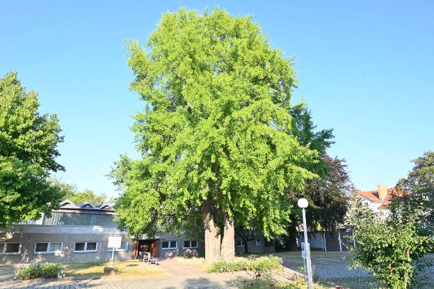 Fröhlich - Wege zu alten Bäumen - Thüringen - Nr 151 - Zwei Ginkgos in Gotha