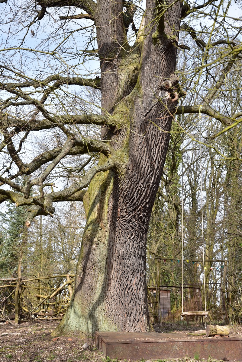Große Parkeiche in Kleinmachnow (Quercus robur), Umfang 6,38 m 