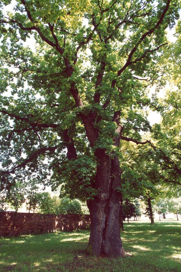 Fröhlich - Wege zu alten Bäumen - Sachsen-Anhalt - Nr 138 - Eiche in Obhausen