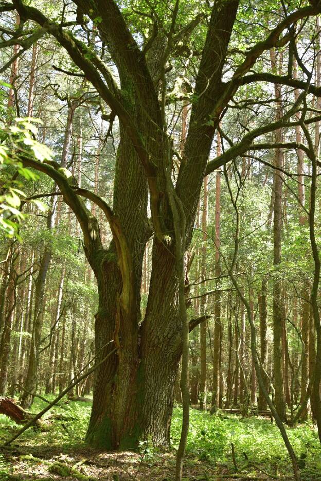 Fröhlich - Wege zu alten Bäumen - Brandenburg - Nr 133-3 - Siamesische Zwillingseiche bei Haage