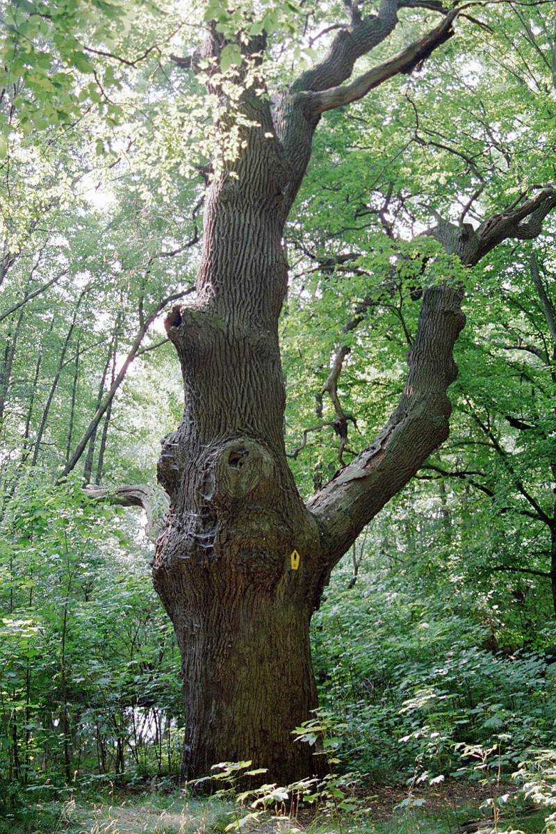 Fröhlich - Wege zu alten Bäumen - Sachsen - Nr 44 - Eiche bei Thallwitz 