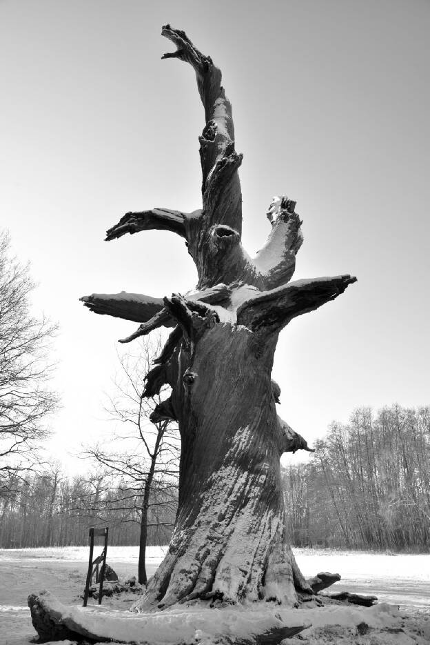 † Florentinen-Eiche im Byttnahain bei Straupitz, Umfang 8,40 m