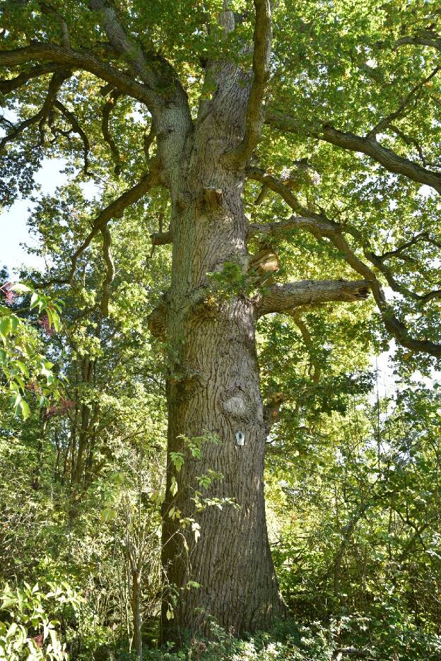Eiche am Flachen Ziescht in Nienhäger Hütte, Umfang 5,61 m