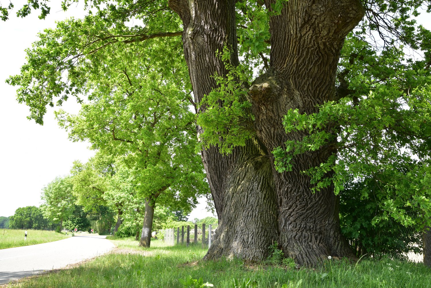 Dreibrüdereiche bei Heiligengrabe (Quercus robur), Umfang 9,00 m 