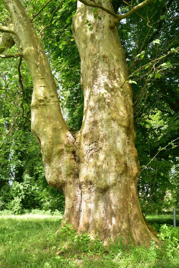 Fröhlich - Wege zu alten Bäumen - Brandenburg - Nr 95b - Platanen im Lenne-Park von Criewen