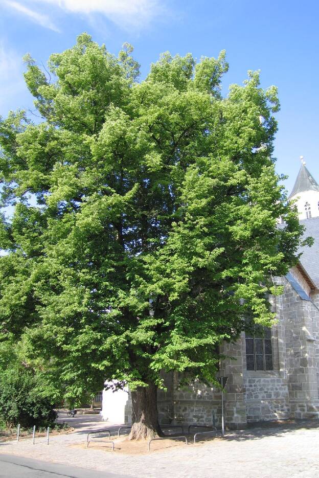 Fröhlich - Wege zu alten Bäumen - Thüringen - Nr 46 - Blasii-Linde in Nordhausen